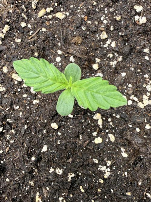 A wheelchair-grower‘s 1st try…. Week 2