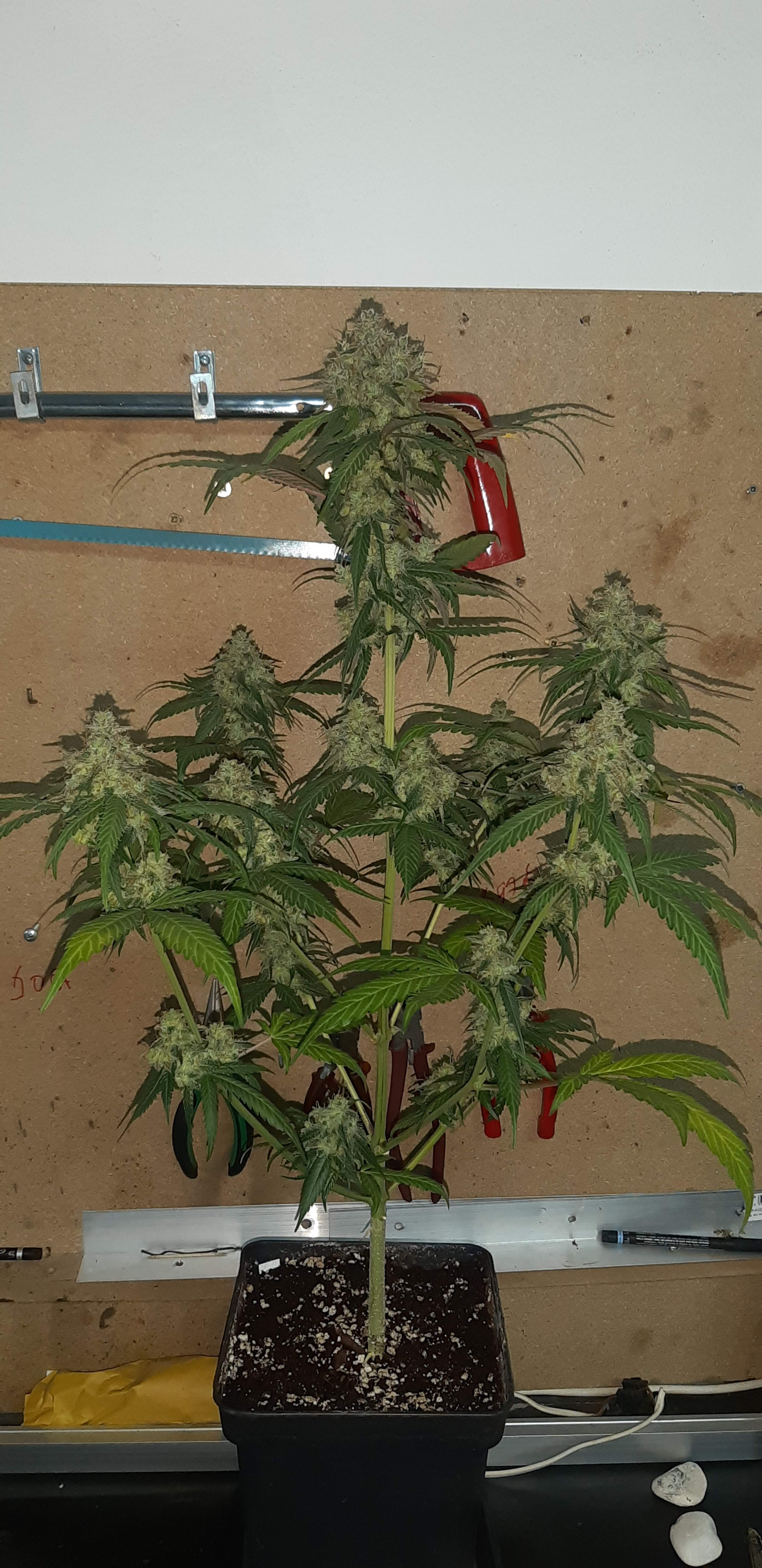 Sweet Seeds Cream Caramel Auto grow diary (journal) harvest10 by