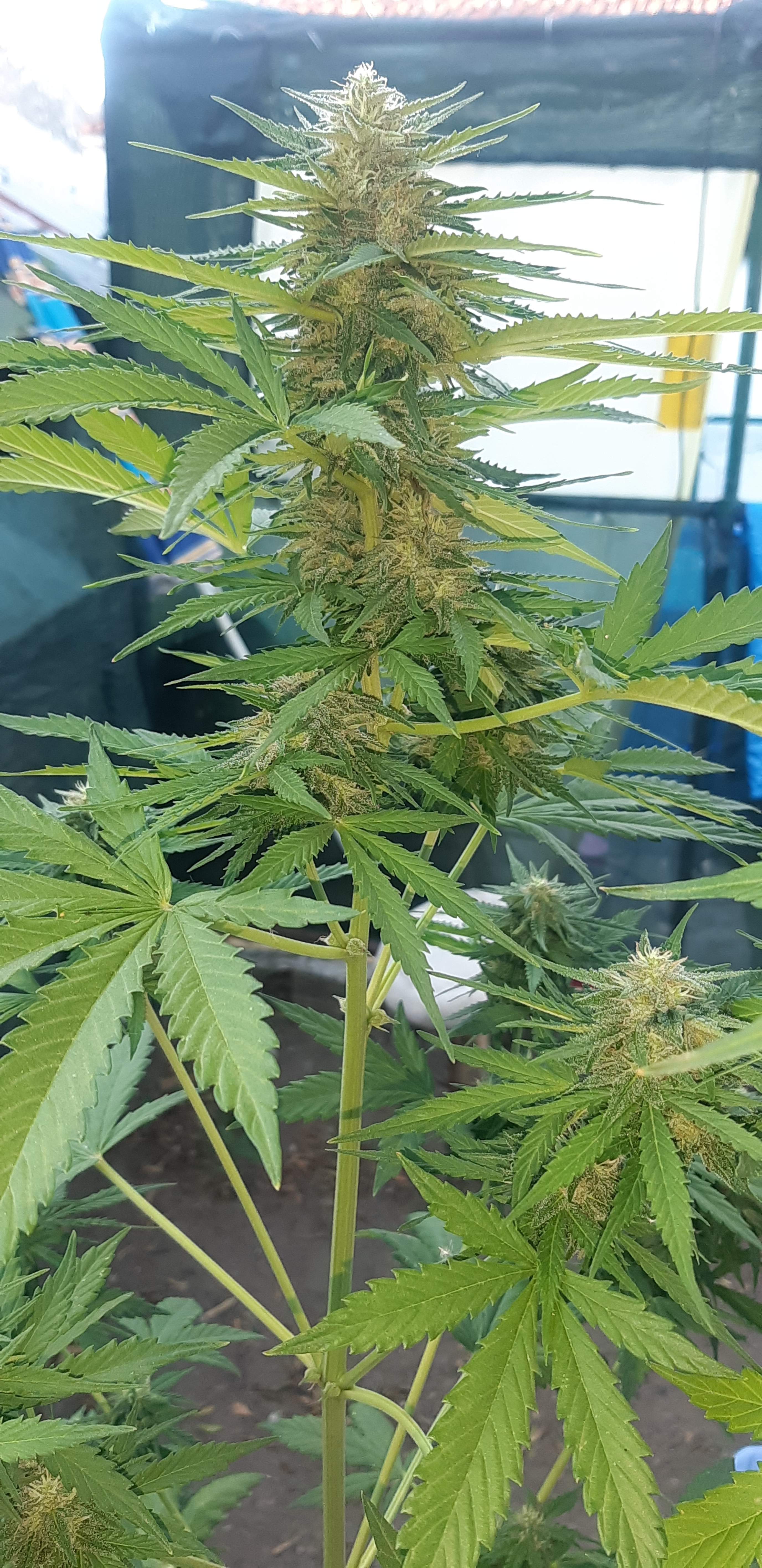 00seeds Auto Chocolate Kush grow diary (journal) week8 by OGgrows