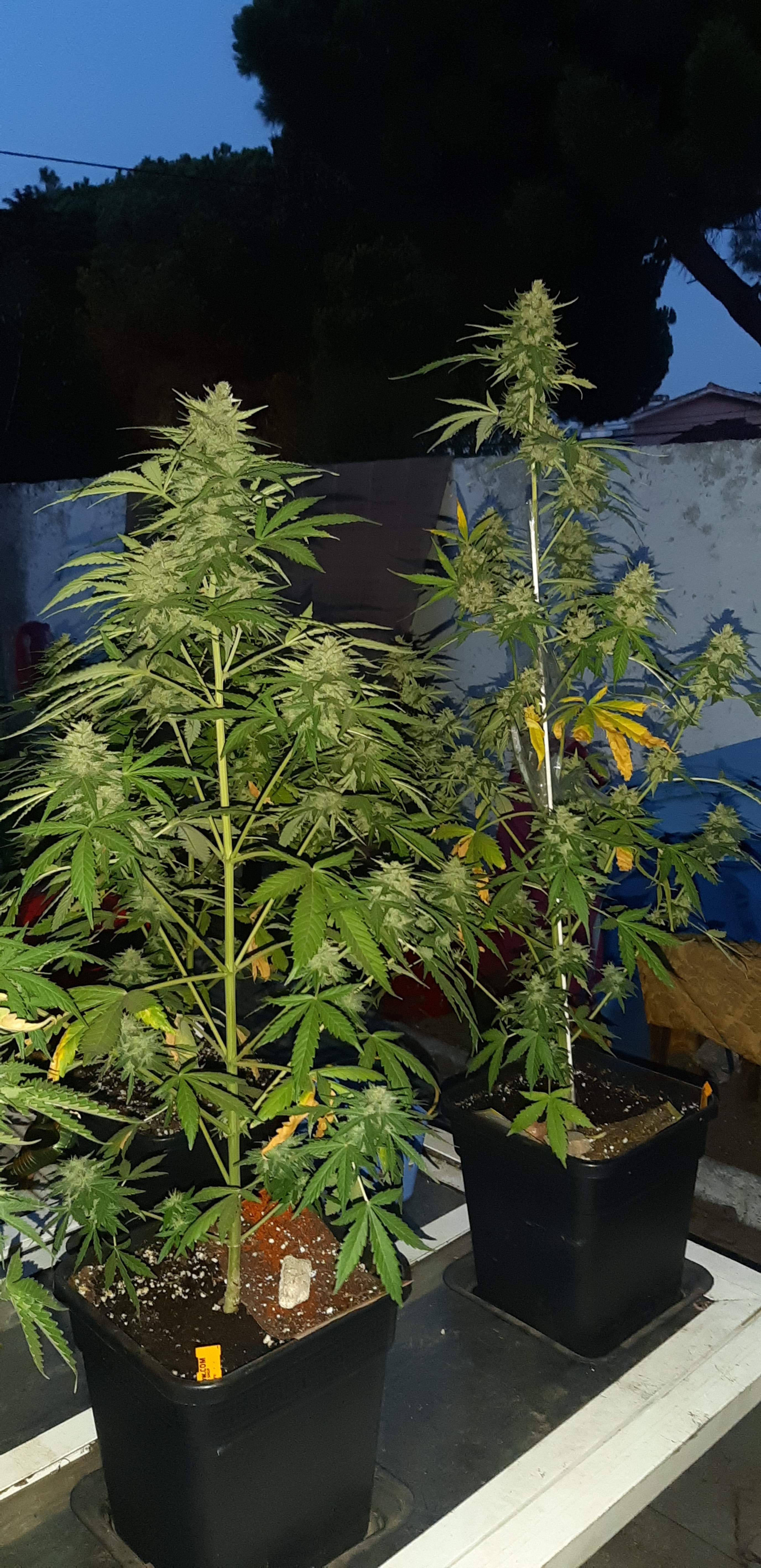 00seeds Auto Chocolate Kush grow diary (journal) week10 by OGgrows