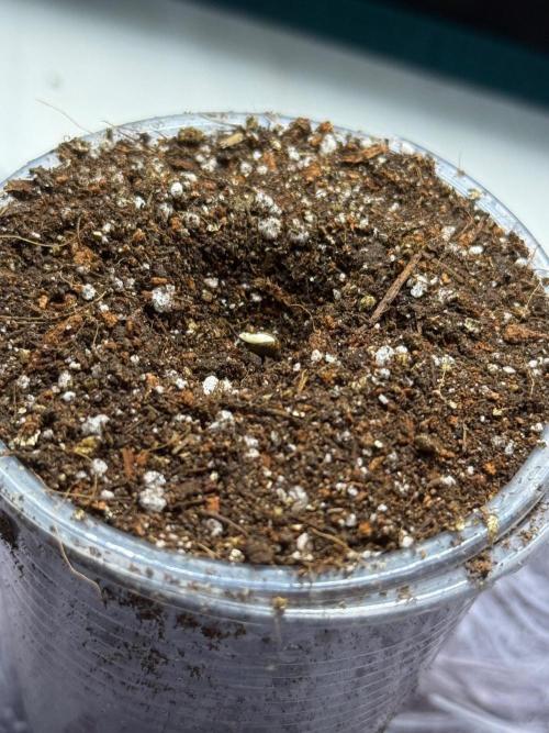 Barneys Farm Autos. Week 0 - Planted