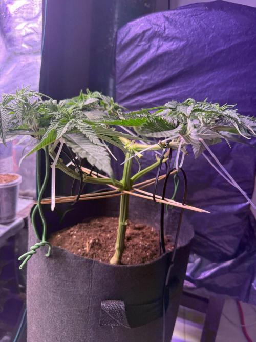Ambient Test-Drive. Week 6