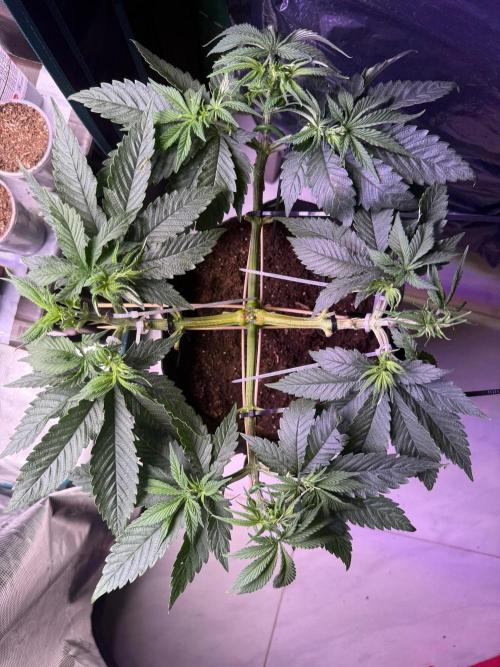 Ambient Test-Drive. Week 6