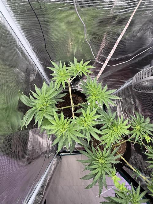 Ambient Test-Drive. Week 7 - Soon it will be bomba