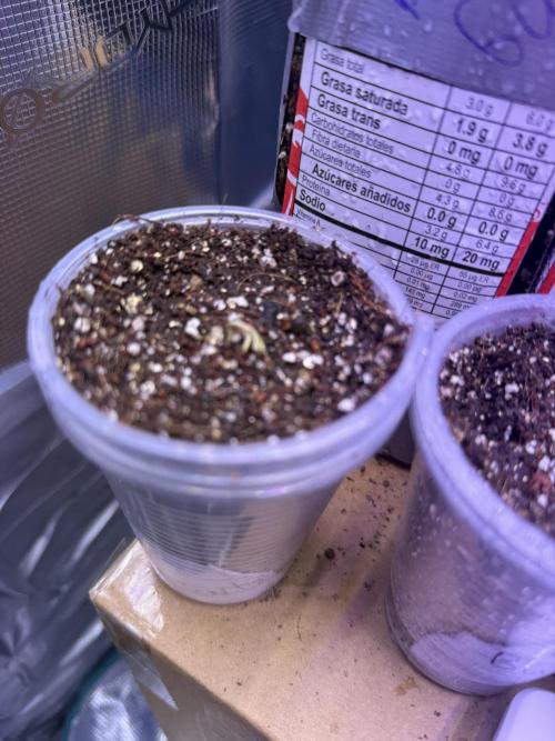 Barneys Farm Autos. Week 0