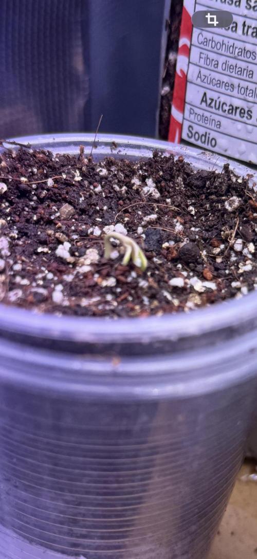 Barneys Farm Autos. Week 0 - Runtiz