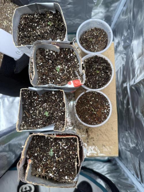Barneys Farm Autos. Week 0 - 24 hours later