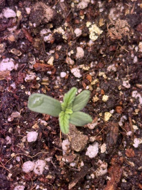 Barneys Farm Autos. Week 1 - To many leaves))