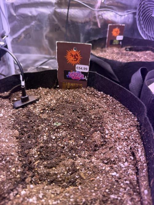Barneys Farm Autos. Week 1 - Chaising the Runtz