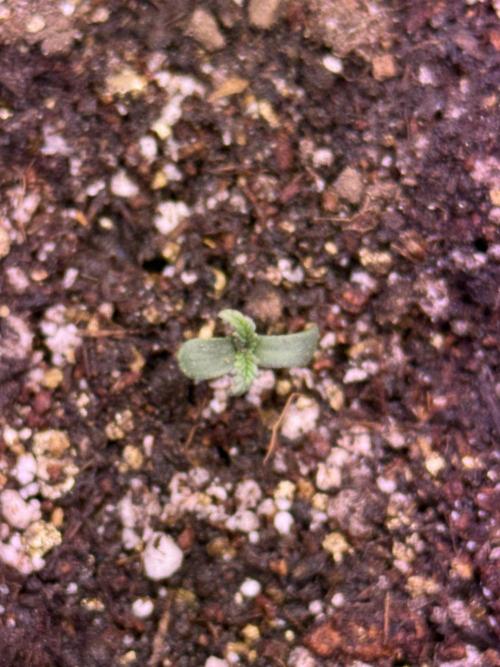 Barneys Farm Autos. Week 1 - Close look