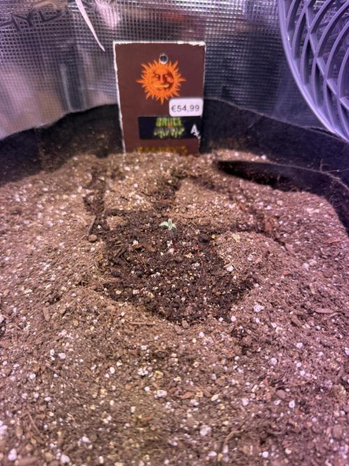 Barneys Farm Autos. Week 1 - She have to speed up
