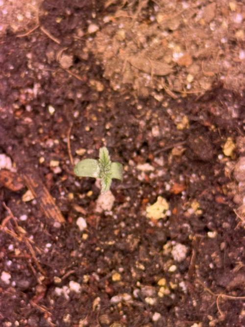 Barneys Farm Autos. Week 1 - Stonned by lights