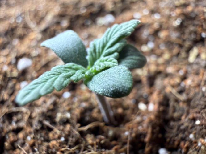 Barneys Farm Autos. Week 1 - Strange Runtz