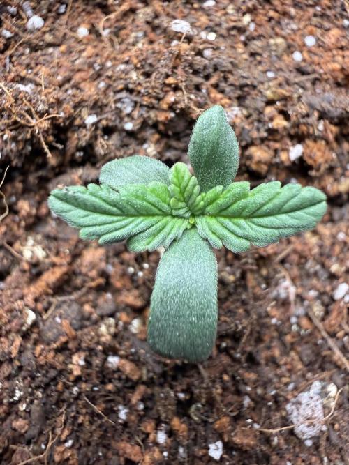 Barneys Farm Autos. Week 1 - Flying first