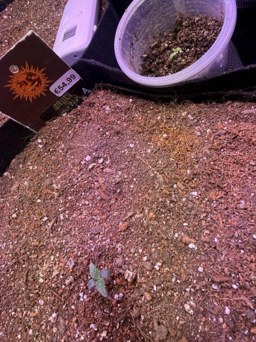 Barneys Farm Autos. Week 1 - Bruce Bammers