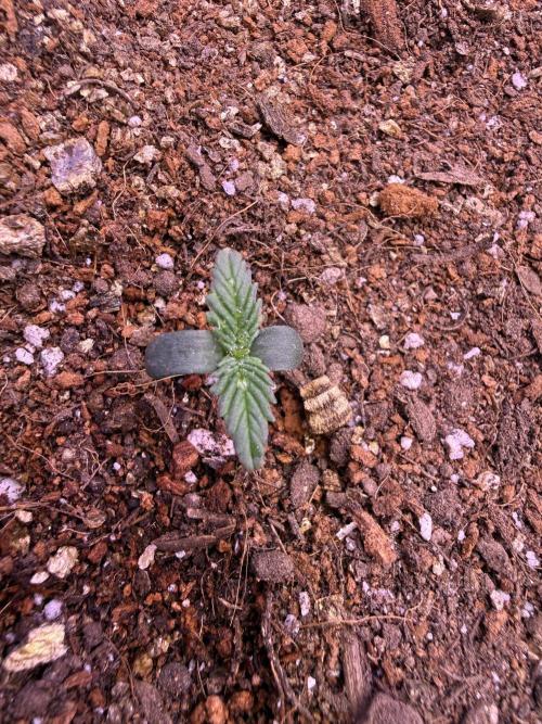 Barneys Farm Autos. Week 1 - Strongest