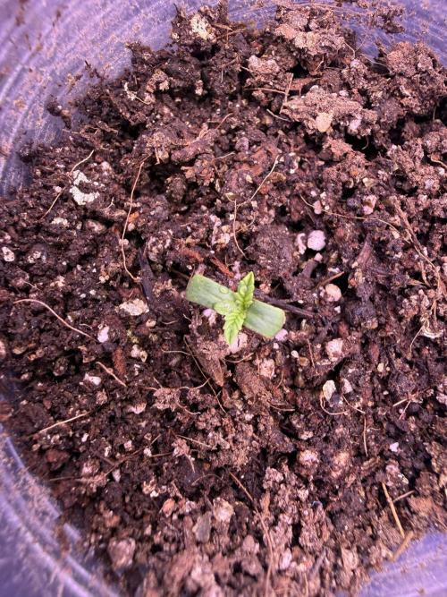 Barneys Farm Autos. Week 1 - This one 16 horas ago was dead