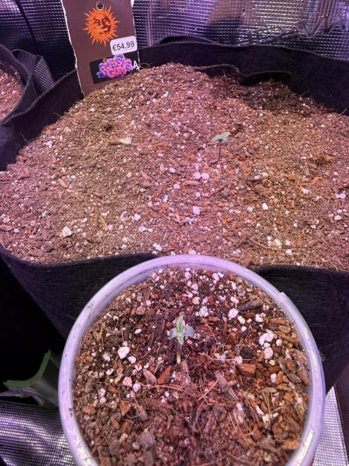 Barneys Farm Autos. Week 1 - Bubble gum