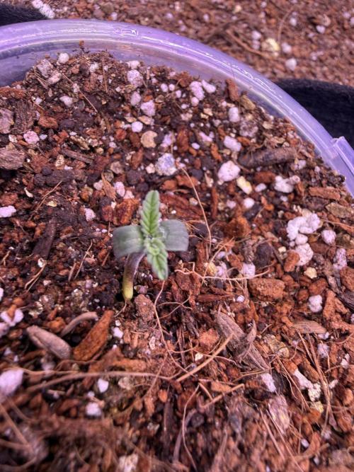Barneys Farm Autos. Week 1 - Somehow survive