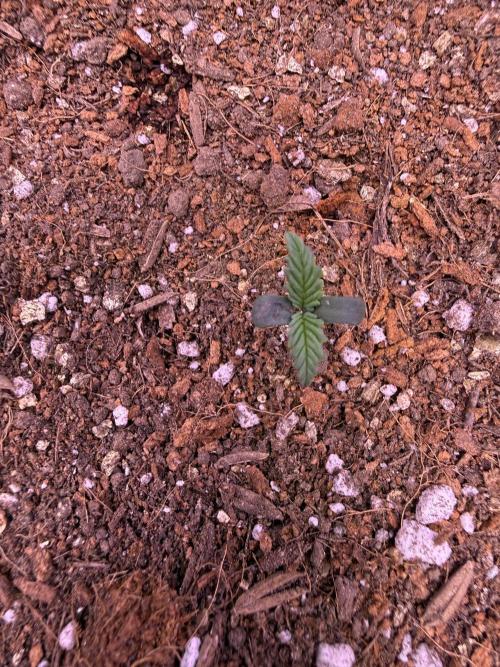 Barneys Farm Autos. Week 1 - Trying to catch Runtz