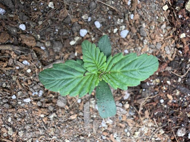 Barneys Farm Autos. Week 1
