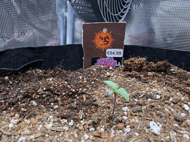 Barneys Farm Autos. Week 1 - BG going well