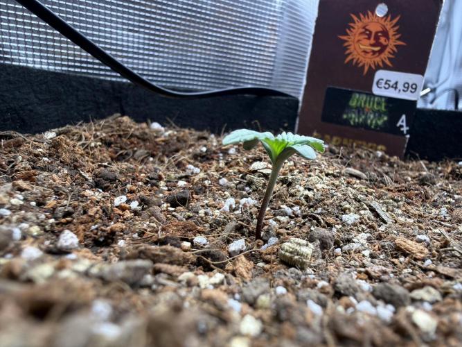 Barneys Farm Autos. Week 1 - BB showing his will to fly
