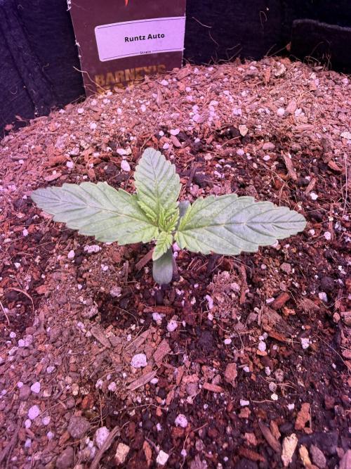 Barneys Farm Autos. Week 1