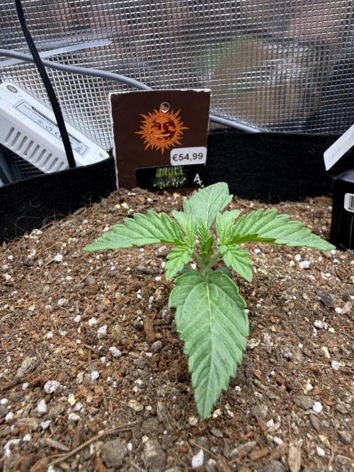 Barneys Farm Autos. Week 2