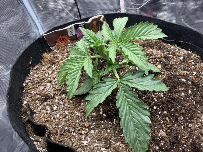 Barneys Farm Autos. Week 2