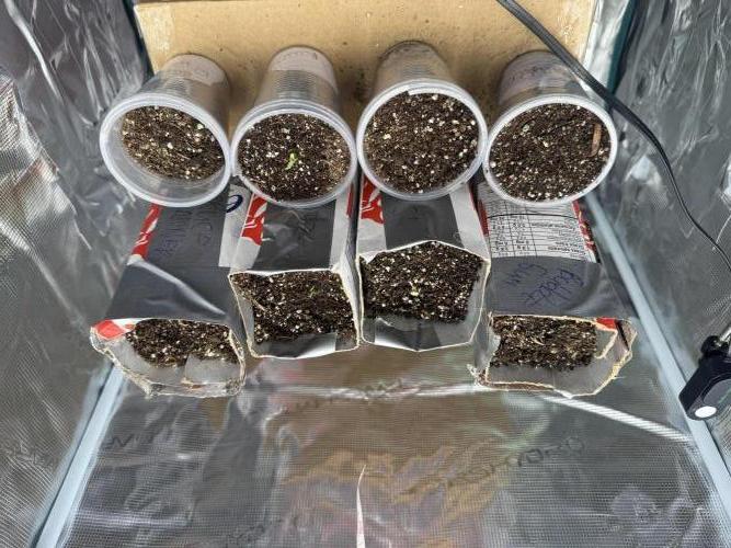 Barneys Farm Autos. Week 0 - 6 done, waiting rest 2