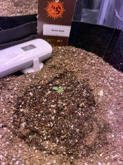 Barneys Farm Autos. Week 1 - First to see the light