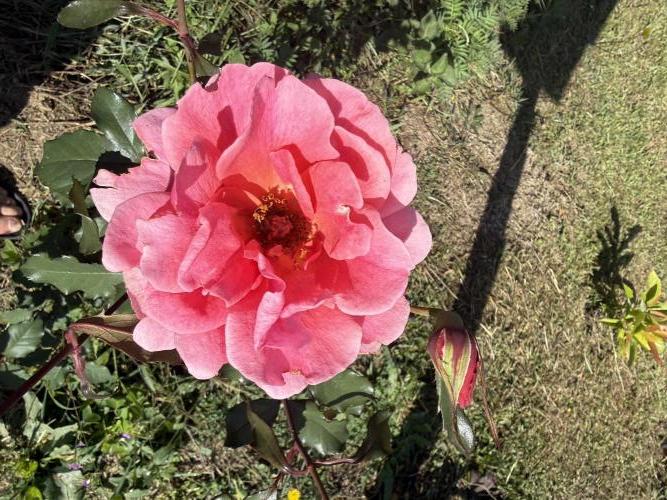 Mountans garden. Week 10 - Roses 4 All of You