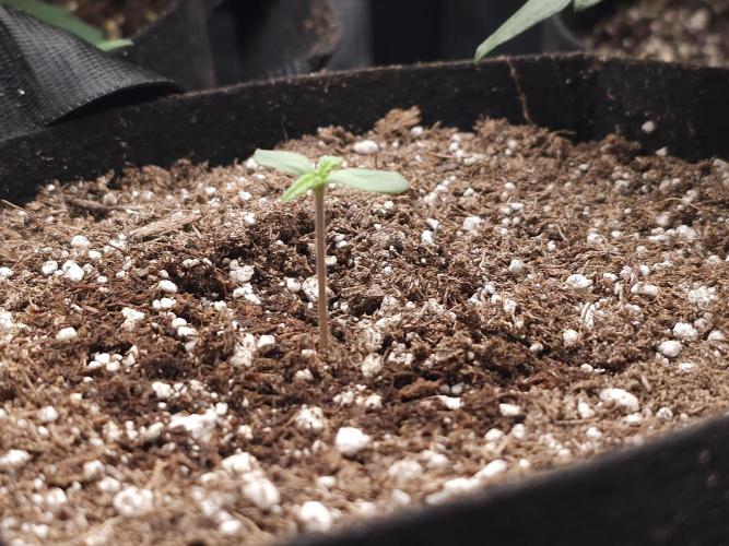Heisenbeans - Bud Frosty. Week 1 - Day 2