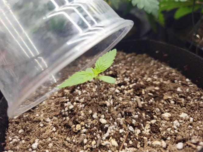 Heisenbeans - Bud Frosty. Week 1 - Day 6