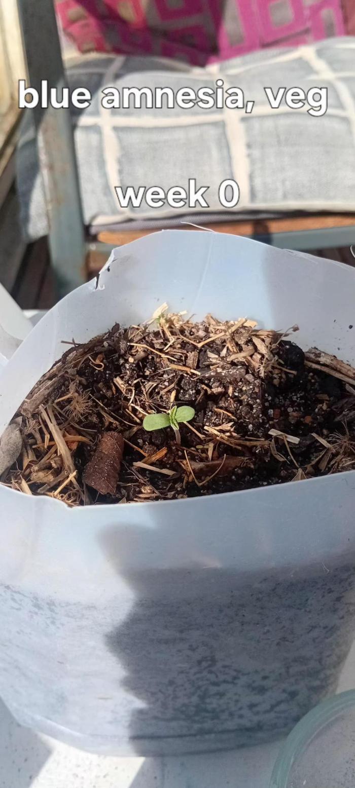 Blue amnesia freebie. Week 0 - Just germinated the freebie. On spring equinox 