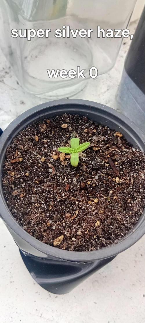 Super silver haze. Week 0