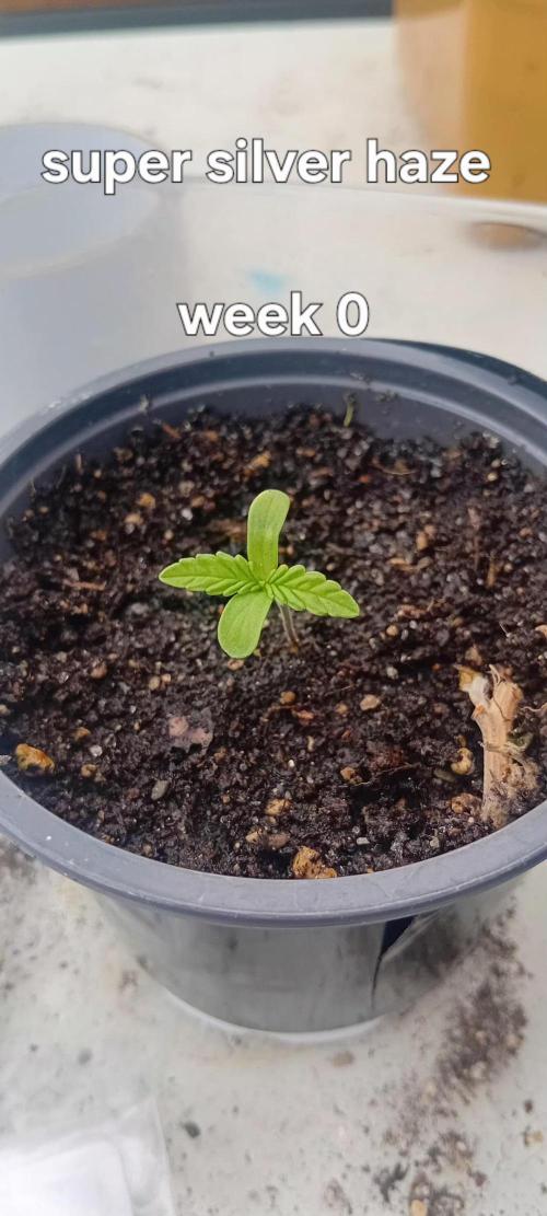 Super Silver Haze. Week 0