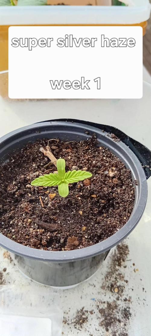Super Silver Haze. Week 1