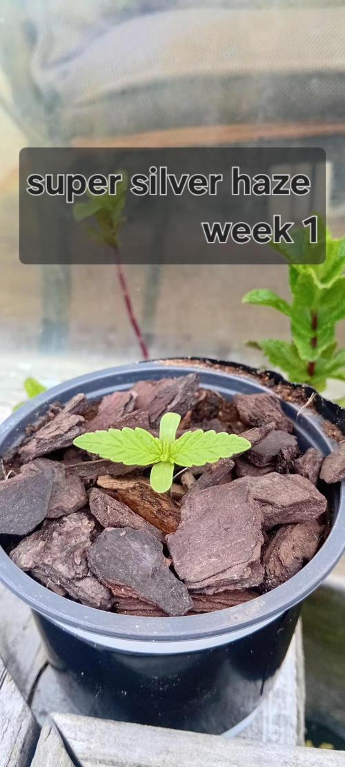 Super Silver Haze. Week 1
