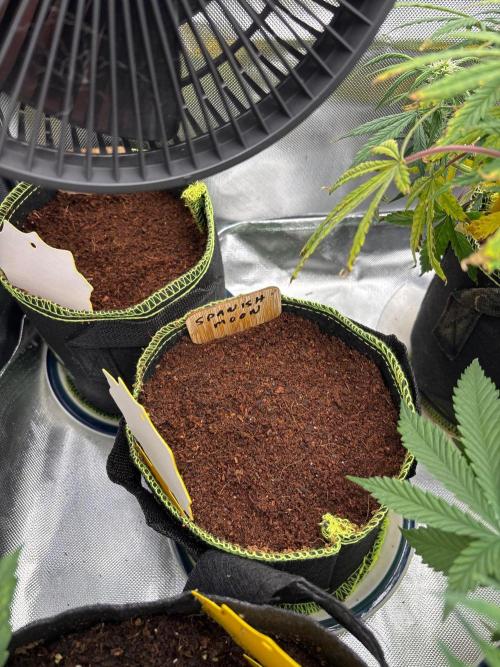 Guava Runtz Auto. Week 0