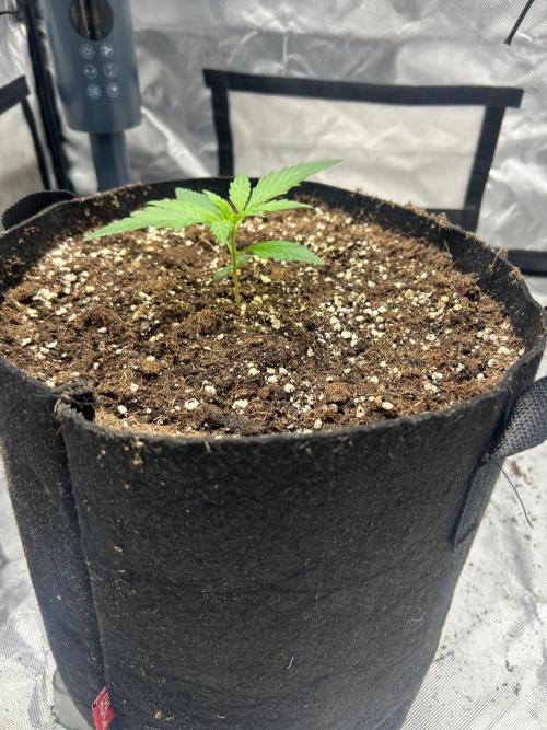 Strain of Kong. Week 2