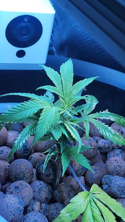 Pink Island Cherry Monster Crop. Week 1
