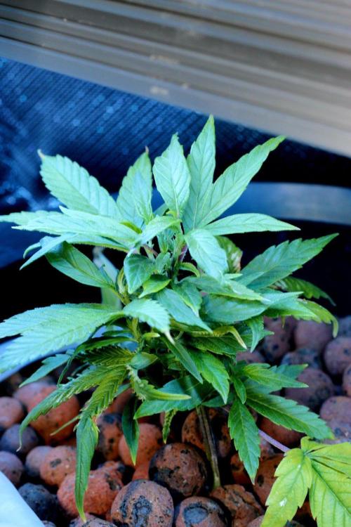 Pink Island Cherry Monster Crop. Week 2