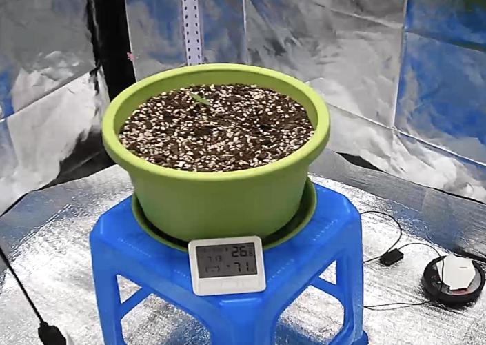 White runtz in soil. Week 1 - day7