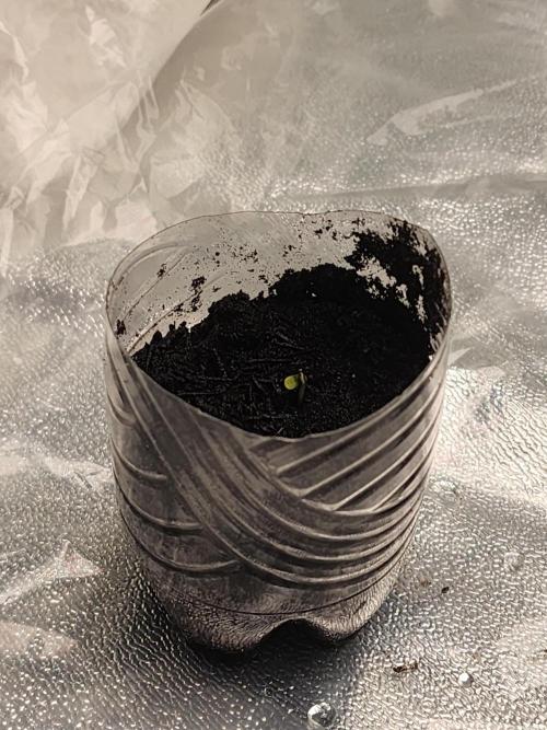 Pistachio + Green Cake. Week 0 - Couple of days in the wet paper towel, then to the soil