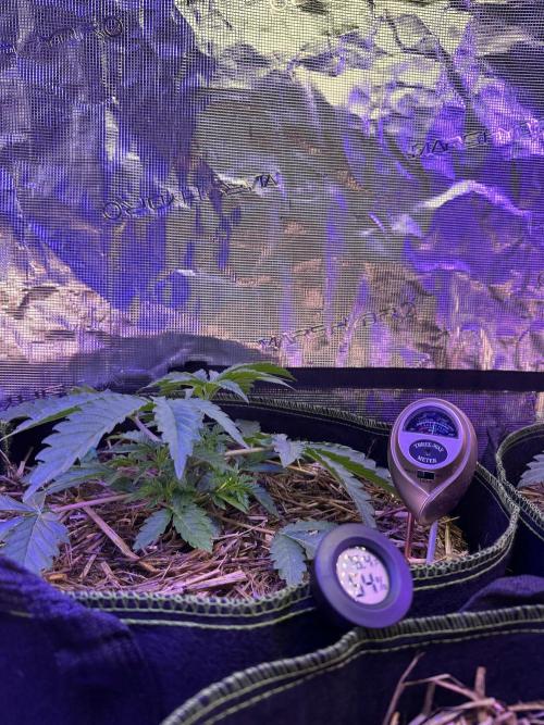 Point break/ banana skies. Week 5
