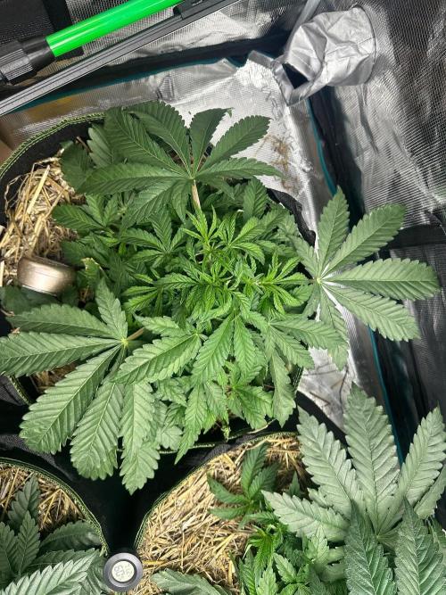 Point break/ banana skies. Week 5