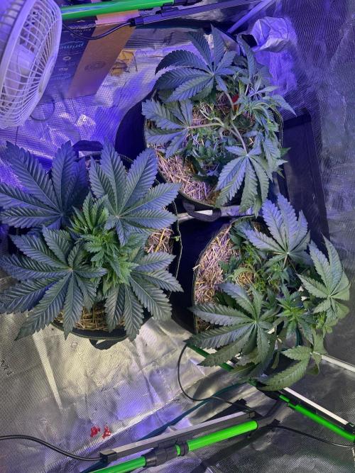 Point break/ banana skies. Week 5