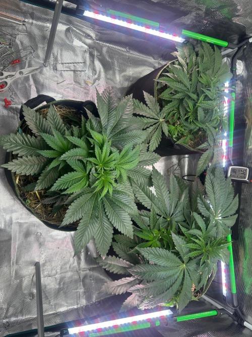 Point break/ banana skies. Week 5
